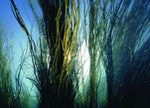 法國珍稀海洋藤竹，肌膚緊緻更有感