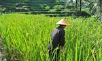Organic farmer working and harvesting rice in the paddy field 