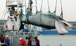 《真實世界的倫理課》：西方國家反對日本捕鯨，是文化偏見嗎？