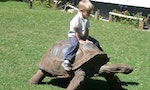 800px-Child_riding_tortoise