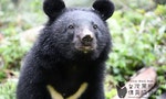 南安小熊臺灣黑熊野放黑熊保育野生動物