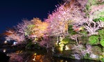 Sakura and river at night