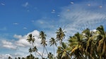 palm trees, exotic, blue sky, palm, leaf, beach, coconut, tree, travel, green, the tropical, landscape, blue, island, the seagulls, tourism, holiday, sri lanka, seaside, ocean, clouds, sky, high,  