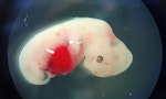 4-week-old-Pig-embryo2
