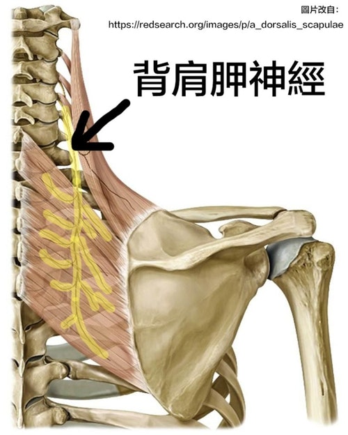 按摩放鬆還是不舒服 上背肩胛骨中間的 膏肓痛 The News Lens 關鍵評論網