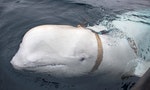 俄國海軍用白鯨蒐集情報，但美國早在越戰就有「動物特工」