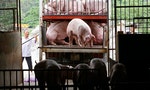 越南非洲豬瘟防疫現漏洞：卡車司機沿途把「病豬」賣給路邊民眾