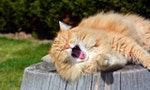 《動物醫生》：老貓的腎病究竟怎麼來的？如何照護有腎病的貓？