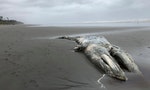 灰鯨死亡擱淺鯨魚美國西岸