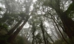 公開原始檜木林　台東林管處：關注是更好的保護