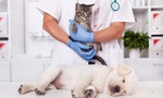 Young animals, kitten and puppy dog at the veterinary doctor - being examined and treated, focus on the cat - 圖片
