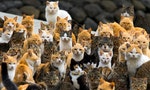 貓島巡禮｜日本6座堪稱貓奴樂園的夢想之島