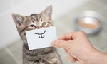 funny cat with smile on cardboard sitting near food - 圖片