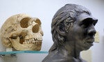 尼安德塔人 Skull and Neanderthal sculpture. Evolutionary Theory Paleontological Museum 2018 December 01 - 圖片