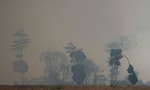 「地球的肺」在燃燒：巴西今年火災超過7萬起，總統怪「可能是NGO放火」
