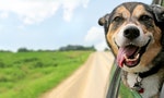 A_happy_German_Shepherd_Mix_breed_dog_is