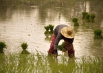 柬埔寨農民