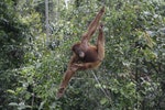 婆羅洲雨林照片AP_110109110244