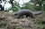 pangolin_in_the_ESRI’s_First_Aid_Station