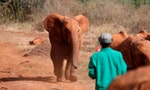 非洲象；大象
