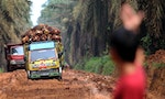 「重縫」婆羅洲邊緣：印尼遷都婆羅洲，能讓當地棕櫚油經濟實現產業升級嗎？