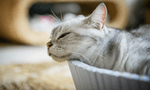 貓咪一躺上，就不想下來的貓界席夢思——KATRIS Nest