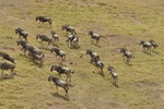 wildebeest-migration-3995945_1280