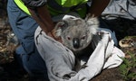 澳洲發布全國環境觀察報告：生態環境劣化加劇，19個生態系統瀕臨崩潰，無尾熊改列瀕危物種