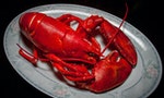 蝦之料理兵法全攻略（四）：波士頓龍蝦在物種定義上其實不算龍蝦