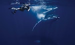 百無禁忌的生態攝影師金磊：全年三分之一時間都泡在水裡，最心動的還是鯨豚