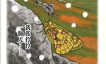 《超悲情昆蟲圖鑑》：催淚指數三顆星！有時會搞錯季節破蛹而出的「薄翅黃蝶」