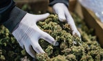 聯合國麻醉藥品委員會降低大麻管制等級，將影響未來各國藥用大麻法規