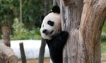 中國熊貓外交史（二）：中國人認為熊貓「可愛」，是「出口轉内銷」的結果