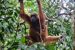 印尼蘇門答臘紅毛猩猩瀕臨絕種