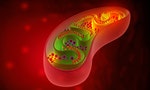 粒線體 Cell mitochondria anatomy. 3d illustration
