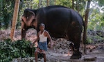 《我在動物孤兒院，看見愛》：他「不小心瞇掉」，滿園子的花生都進了大象的肚子