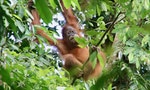 印尼紅毛猩猩陷絕種危機：保育員憂疫情加劇盜獵、雨林遭砍伐種棕櫚樹失棲息地