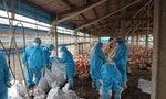 雲林縣單月撲殺9萬隻雞，另外歐洲和中國也都有禽流感疫情