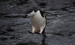 【圖輯】「世界盡頭」南極創史上最高溫，我們終將失去可愛的企鵝？