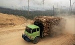 快時尚能永續經營嗎？大量種樹當原料，印尼最大人造絲工廠開幕
