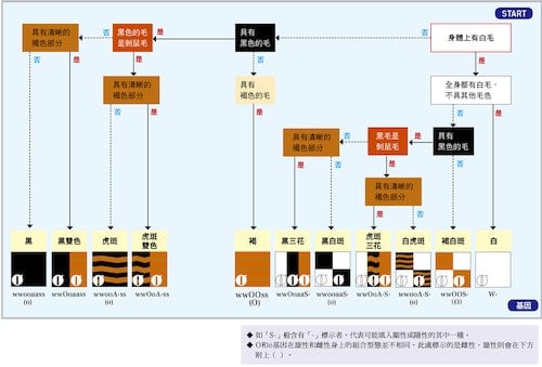 貓咪花色圖鑑 三花貓全都是母的 是科學還是都市傳說 The News Lens 關鍵評論網