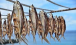 蘭嶼 飛魚 Drying fish under the sun during Flying Fish Festival, Lanyu(Orchid Island)