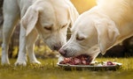 two young labradfor retriever dog puppies eat a lot of meat together