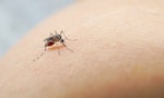 《破解動物忍術》：蚊子被雨滴打中相當於人被貨車撞，為什麼還能活？