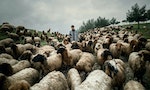 張雍《牧羊人與屠宰場——庫德斯坦日記》：註定被出賣的命運