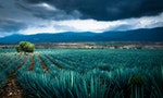 Agave Can Be Used For Biofuel and Hand-Sanitizers, Researchers Say