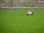 台灣若無小麥進口　農糧署：稻米足供1年需求