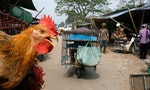 經歷過禽流感爆發的越南，在應對新冠病毒有值得各國學習之處