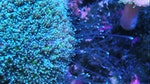 04_這是珊瑚蟲孔口及孔口四周的觸手，這些觸手上長滿刺細胞來防禦及捕食。