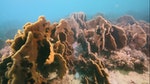 01_石珊瑚有造礁功能，所組成的珊瑚群落是一種沿海生境。
